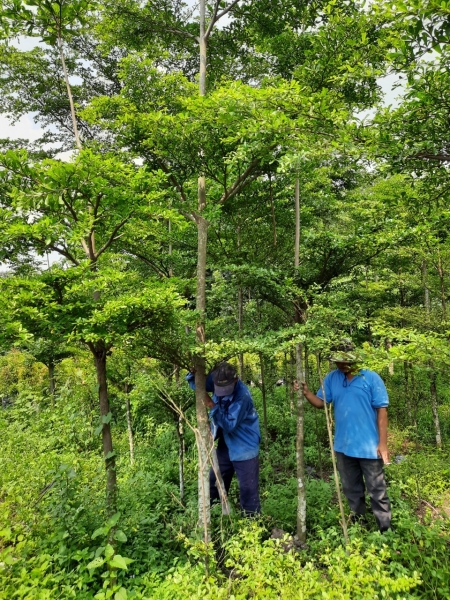 Dịch vụ chăm sóc cây xanh - Cây Xanh An Khang - Công Ty TNHH Dịch Vụ Và Kỹ Thuật An Khang